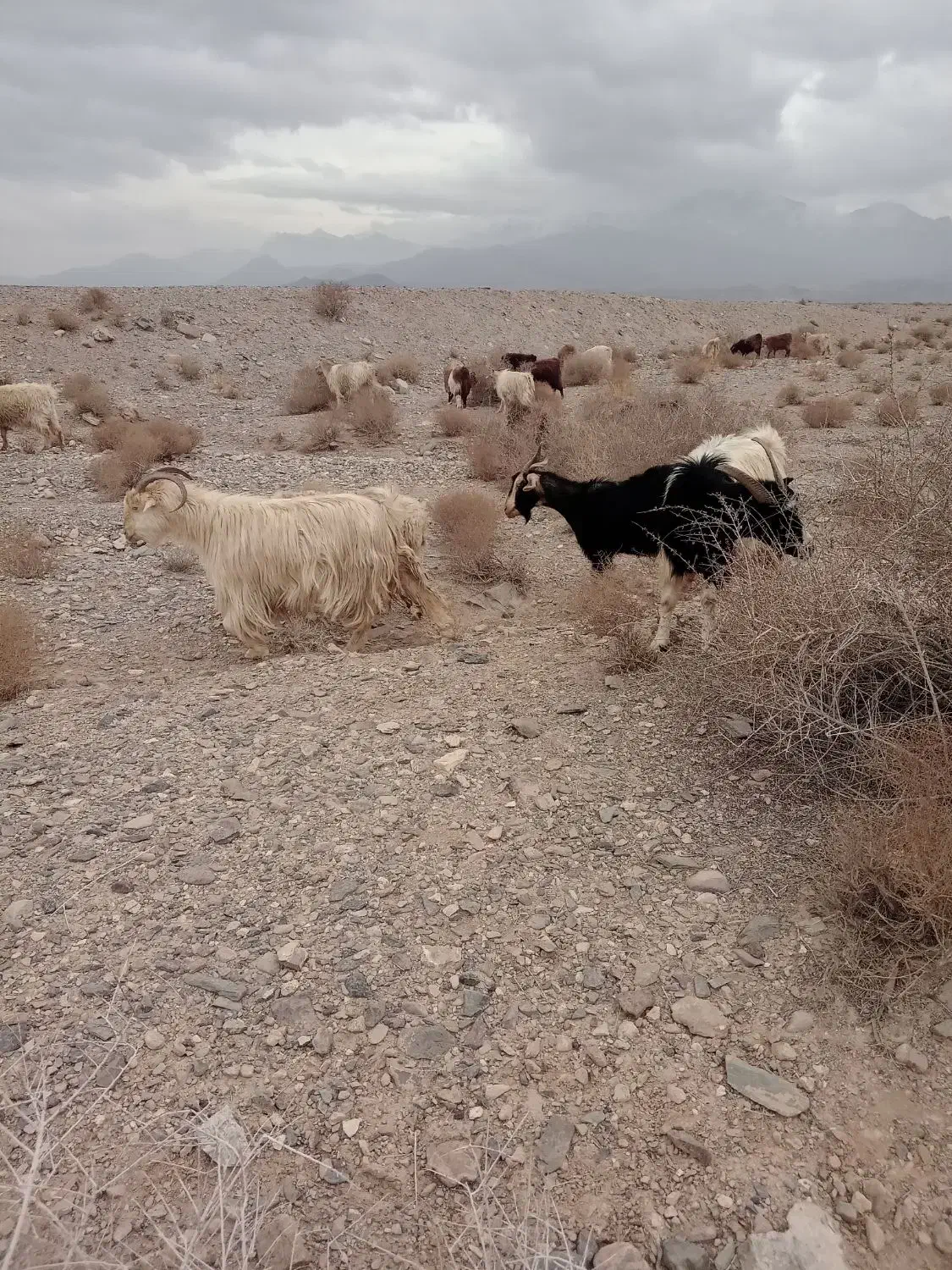 بز ترکی|حیوانات مزرعه|خضر آباد, |دیوار