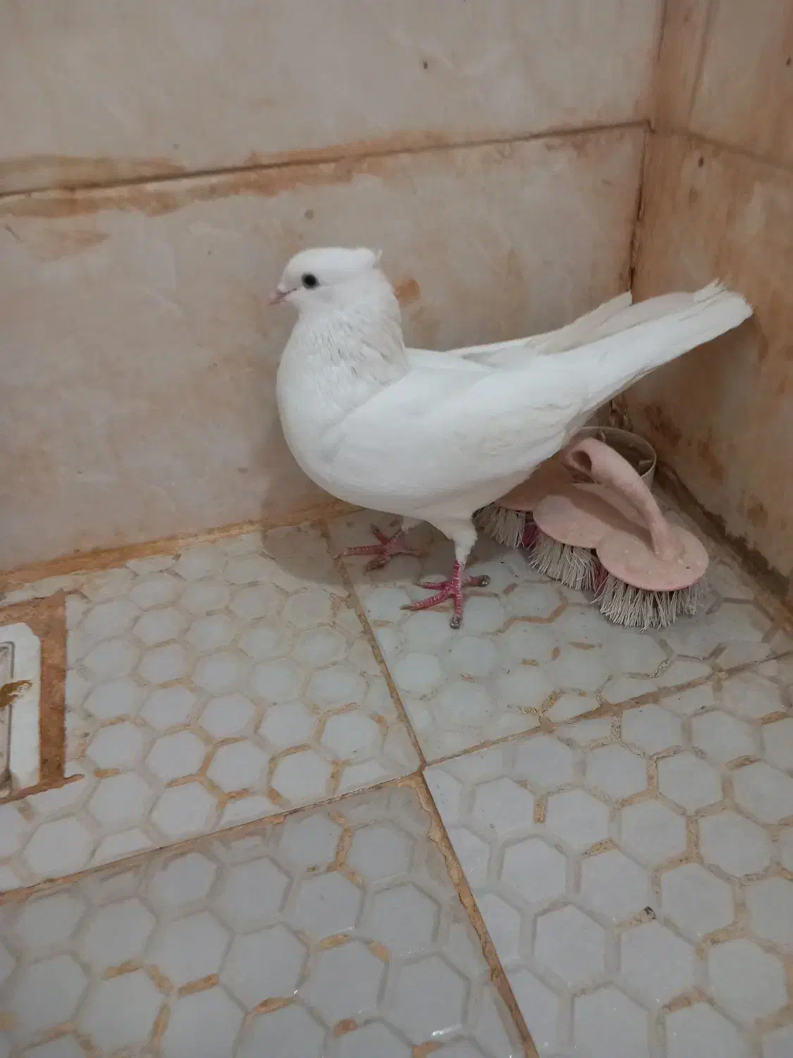 سفید اراکی|پرنده|اهواز, کوی پیروزی|دیوار