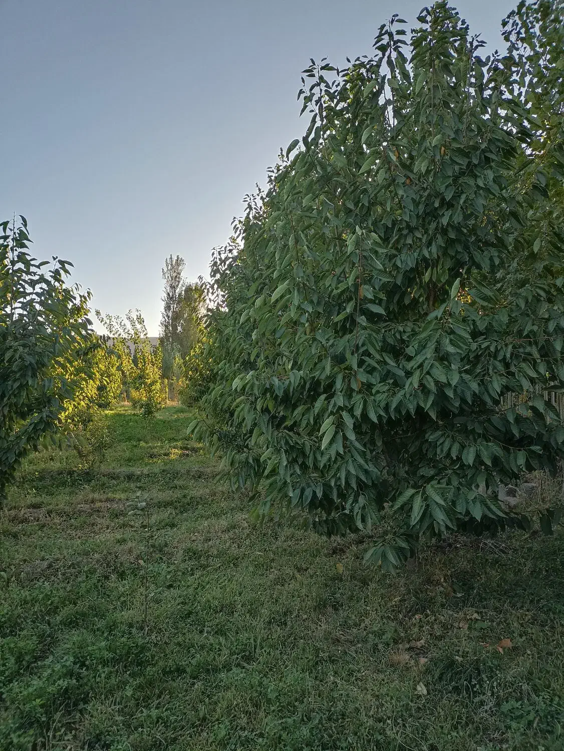 فروش باغ 1204روستای قشلاق|فروش زمین و ملک کلنگی|فیرورق, |دیوار