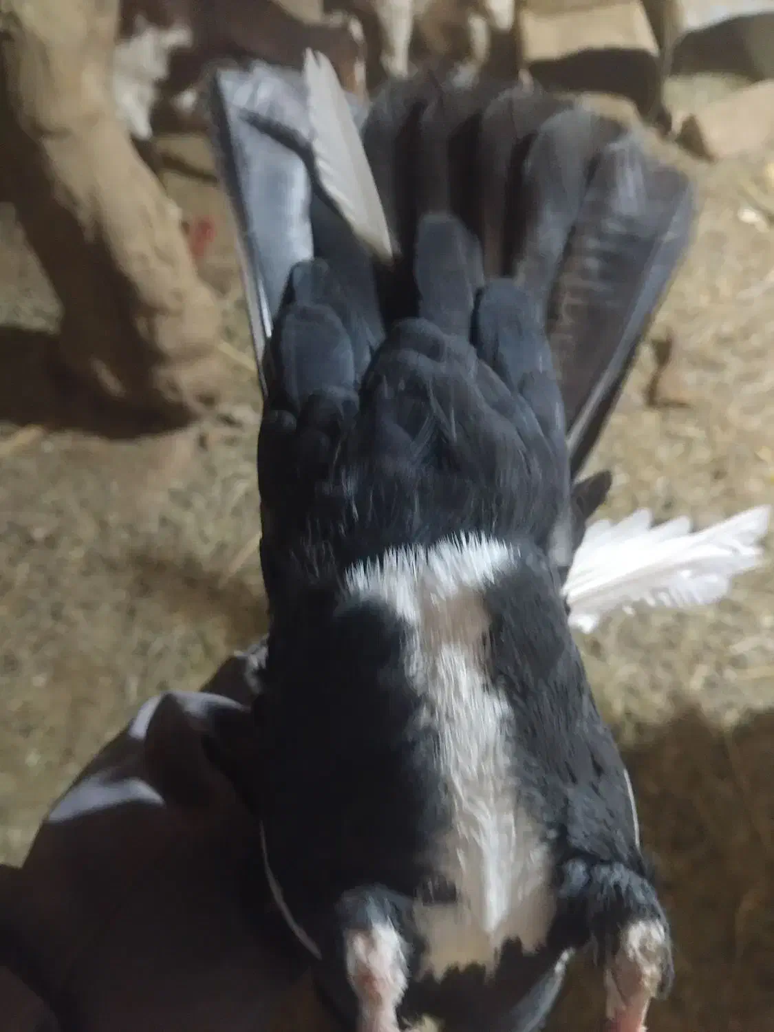 پلنگ|پرنده|کرمان, |دیوار