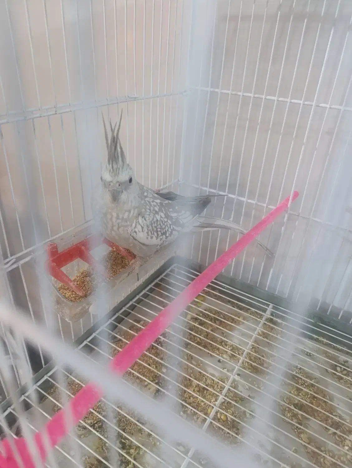 جفت مولد عروس هلندی|پرنده|فسا, |دیوار