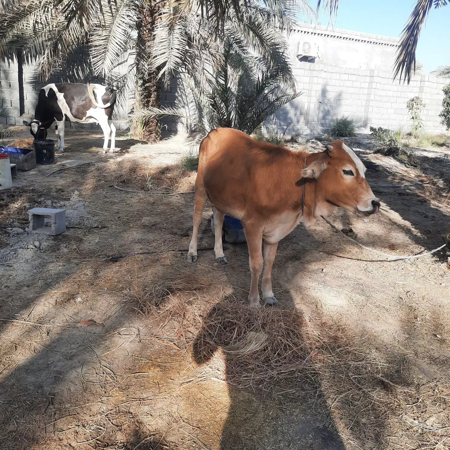 گاو جرسی آبستن ۵ ماهه به همراه گوساله ماده|حیوانات مزرعه|میناب, |دیوار