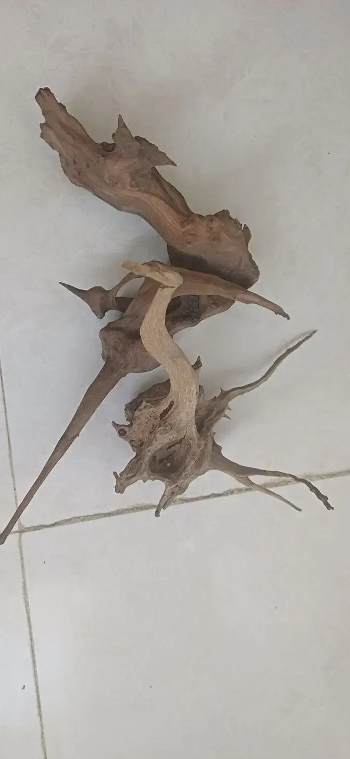 فروش چوب آبنوس برای آکواریوم|ماهی|بروجرد, |دیوار