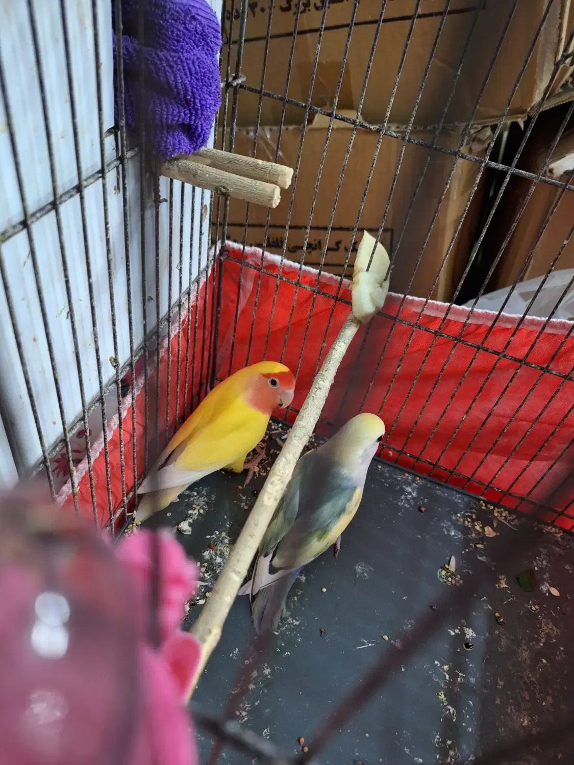 طوطی بزیلی رنگ خاص|پرنده|بروجرد, |دیوار