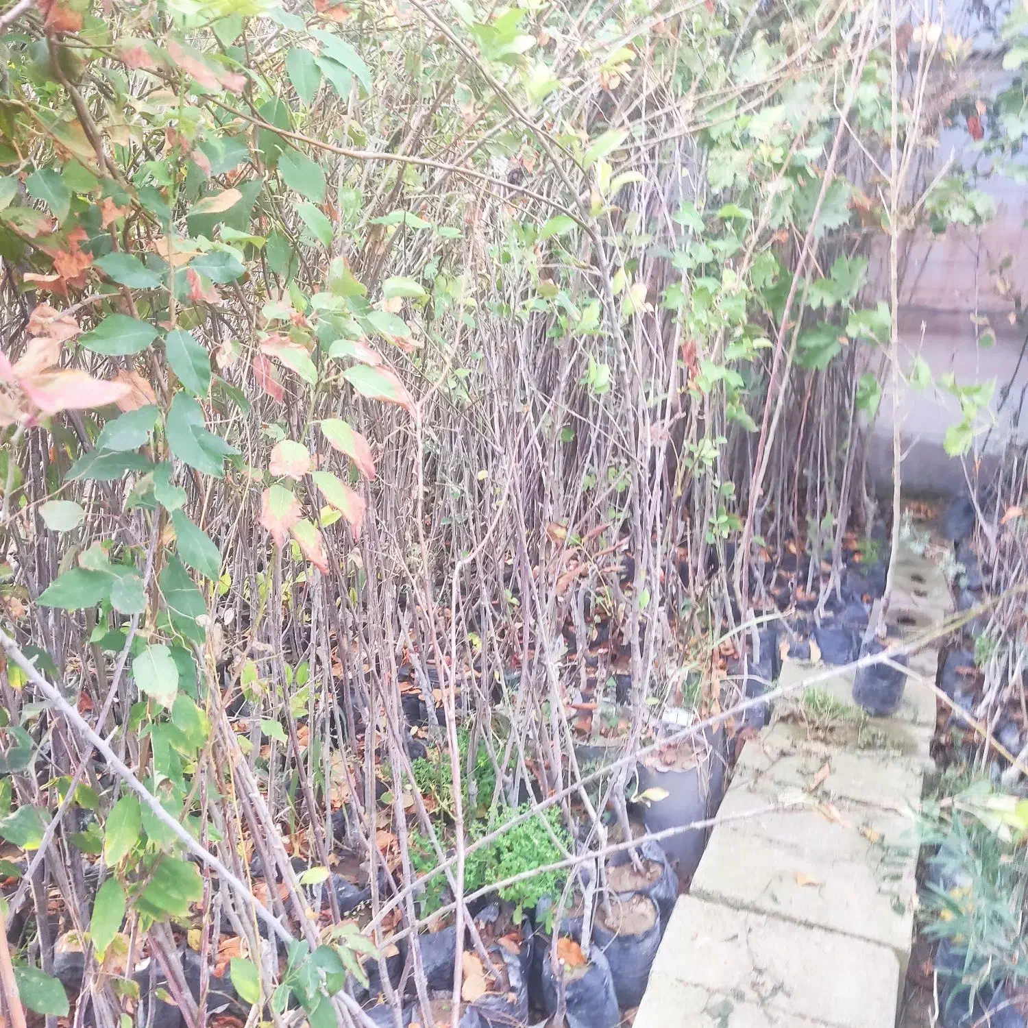 نهال فروشی مرتضی امینی|خدمات باغبانی و درختکاری|فلاورجان, |دیوار