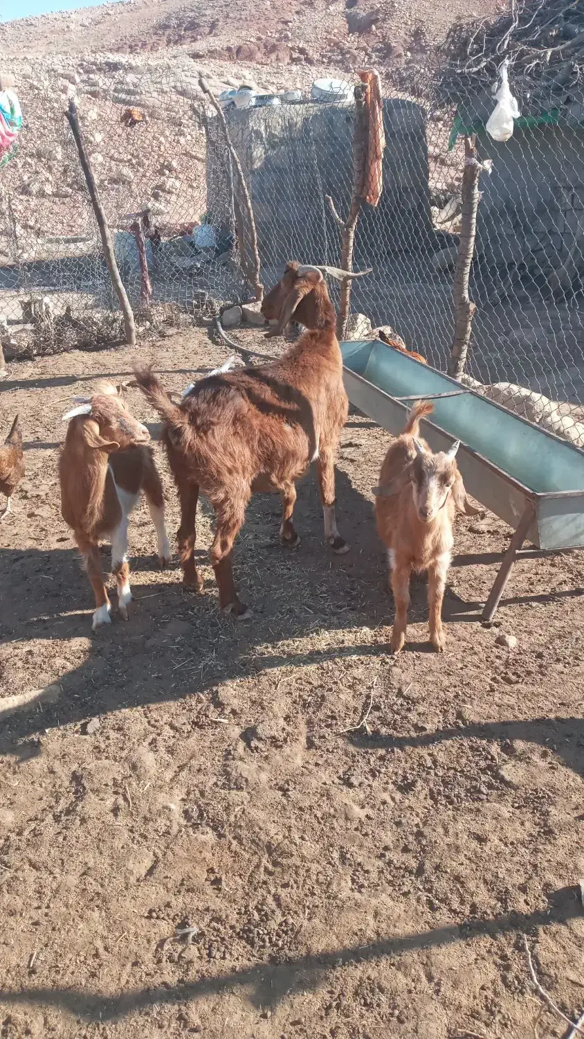 بز وبزغاله|حیوانات مزرعه|خرمآباد, |دیوار