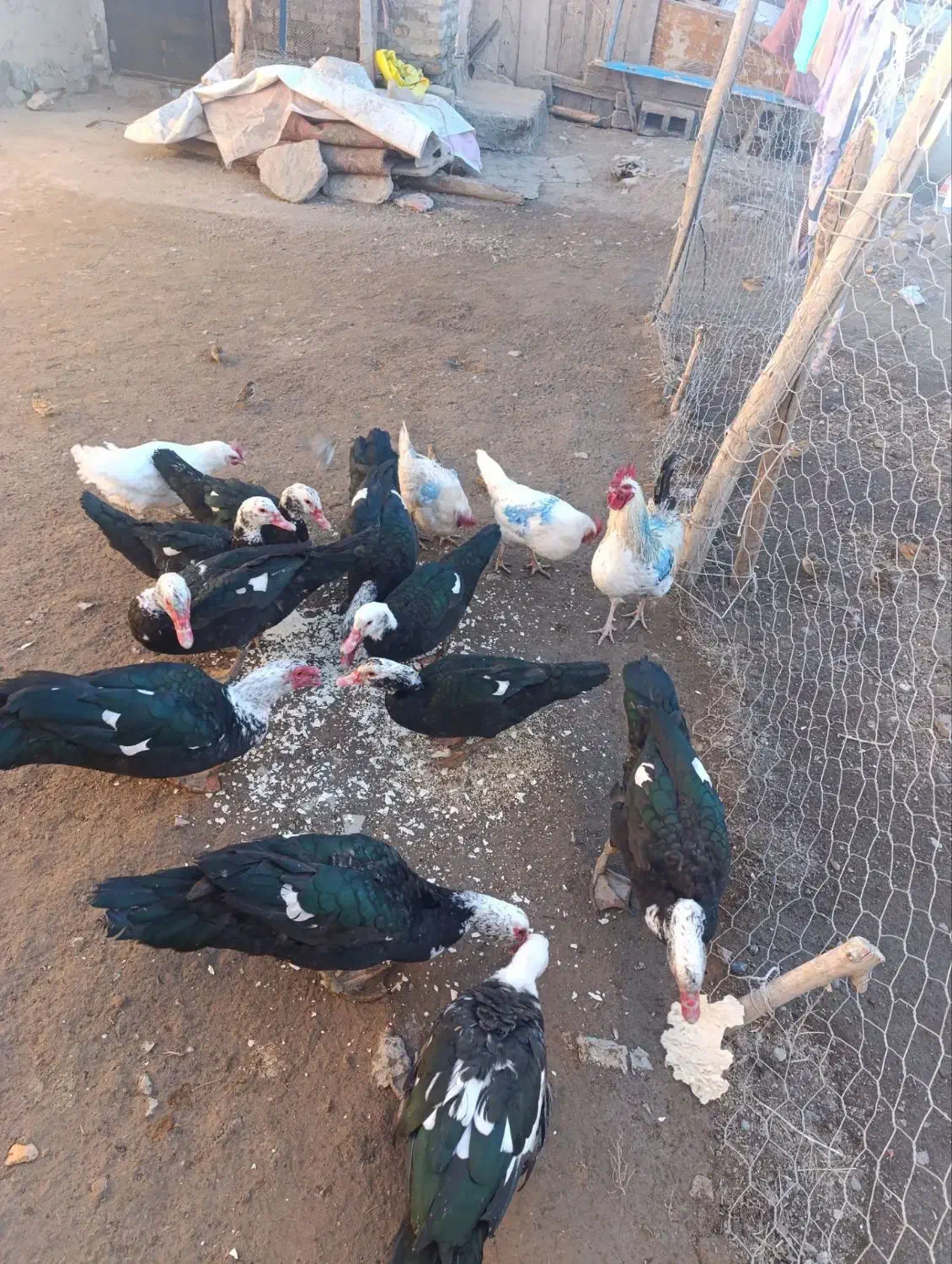 اردک شوروی نر و خروس|حیوانات مزرعه|دشتک, |دیوار