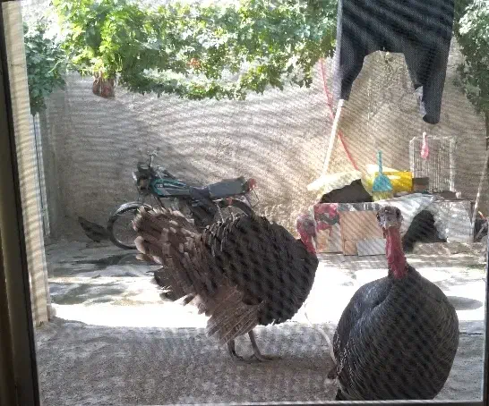 بوقلمون|حیوانات مزرعه|ورامین, ورامین|دیوار