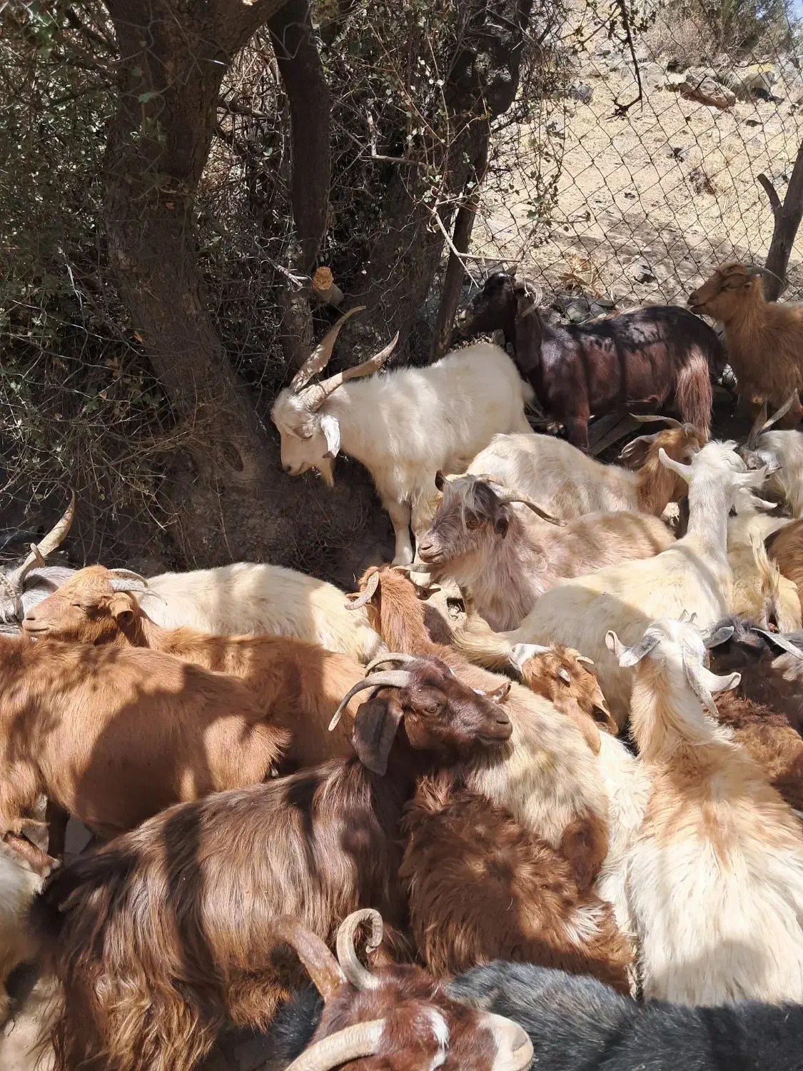 فروش انواع کر چاق وسرحدی|حیوانات مزرعه|درب بهشت, |دیوار