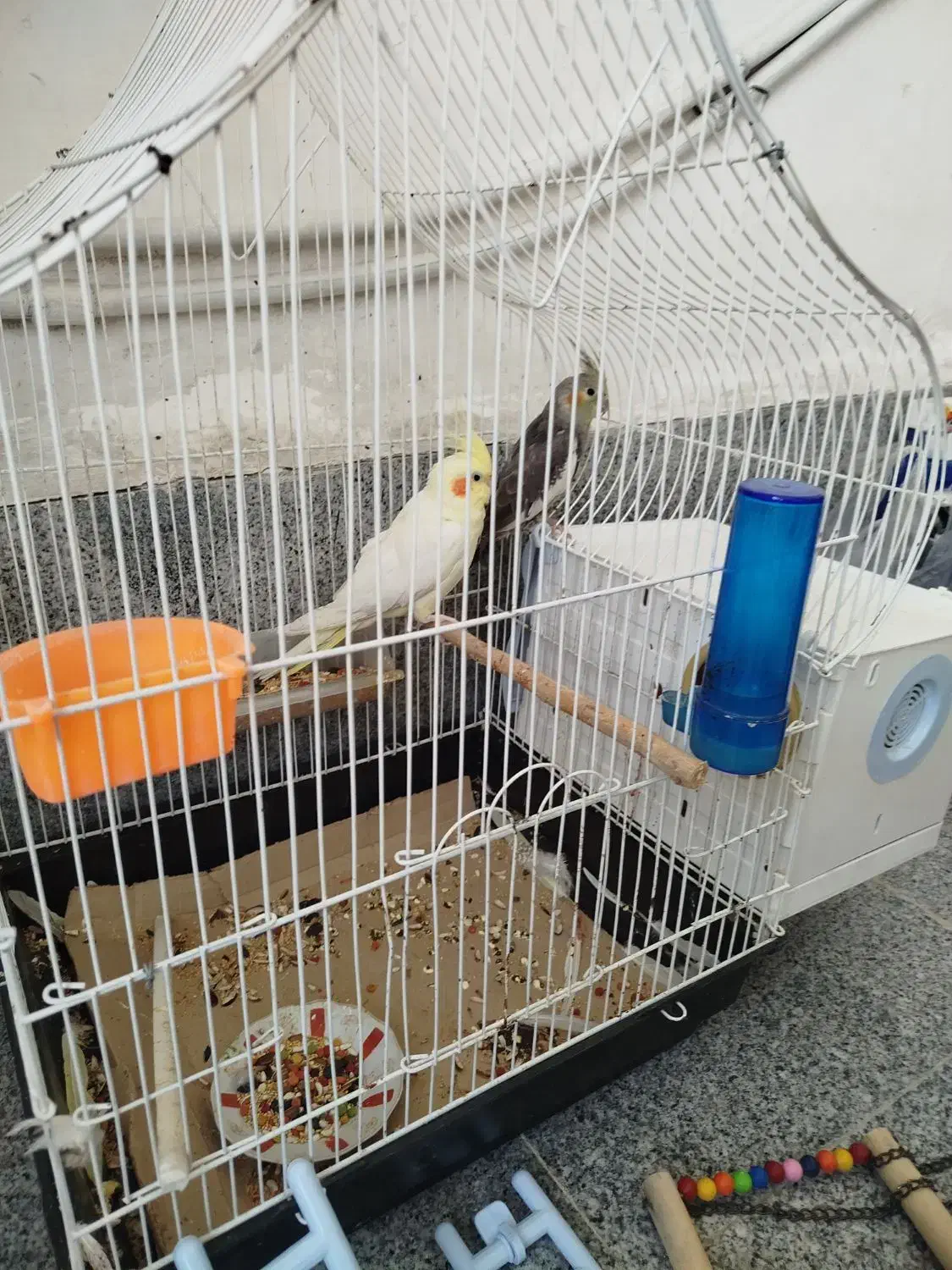 عروس هلندی نر و ماده جفت دوساله|پرنده|ارومیه, |دیوار