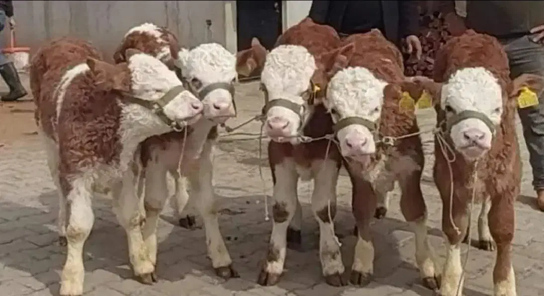 دام‌خانی بندر ترکمن شعبه دیگری ندارد|حیوانات مزرعه|فسا, |دیوار