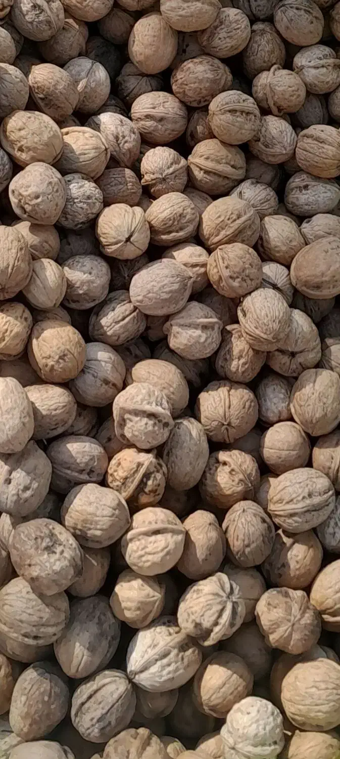 گر د و|آرایشی، بهداشتی، درمانی|مشگین شهر, |دیوار