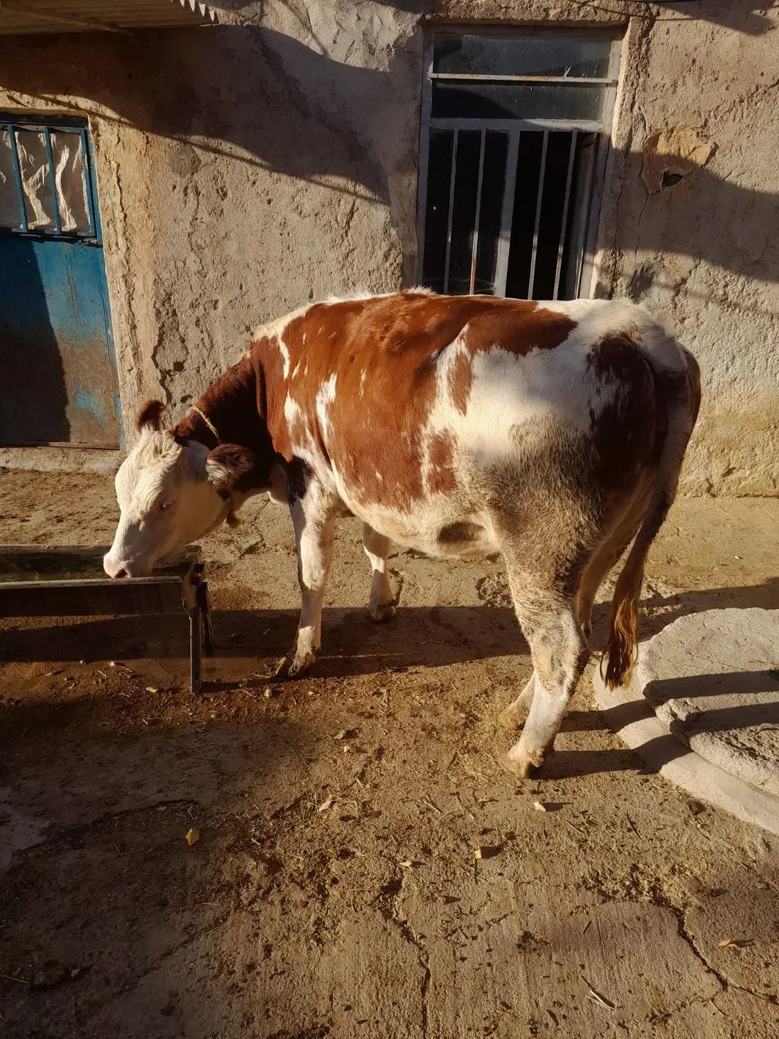 گاو جوان سیمنتال|حیوانات مزرعه|هشترود, |دیوار