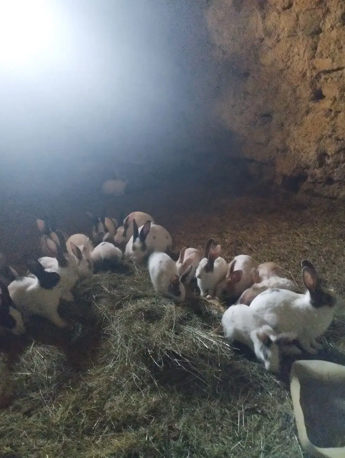 فروش خرگوش|موش و خرگوش|خاو و میرآباد, |دیوار