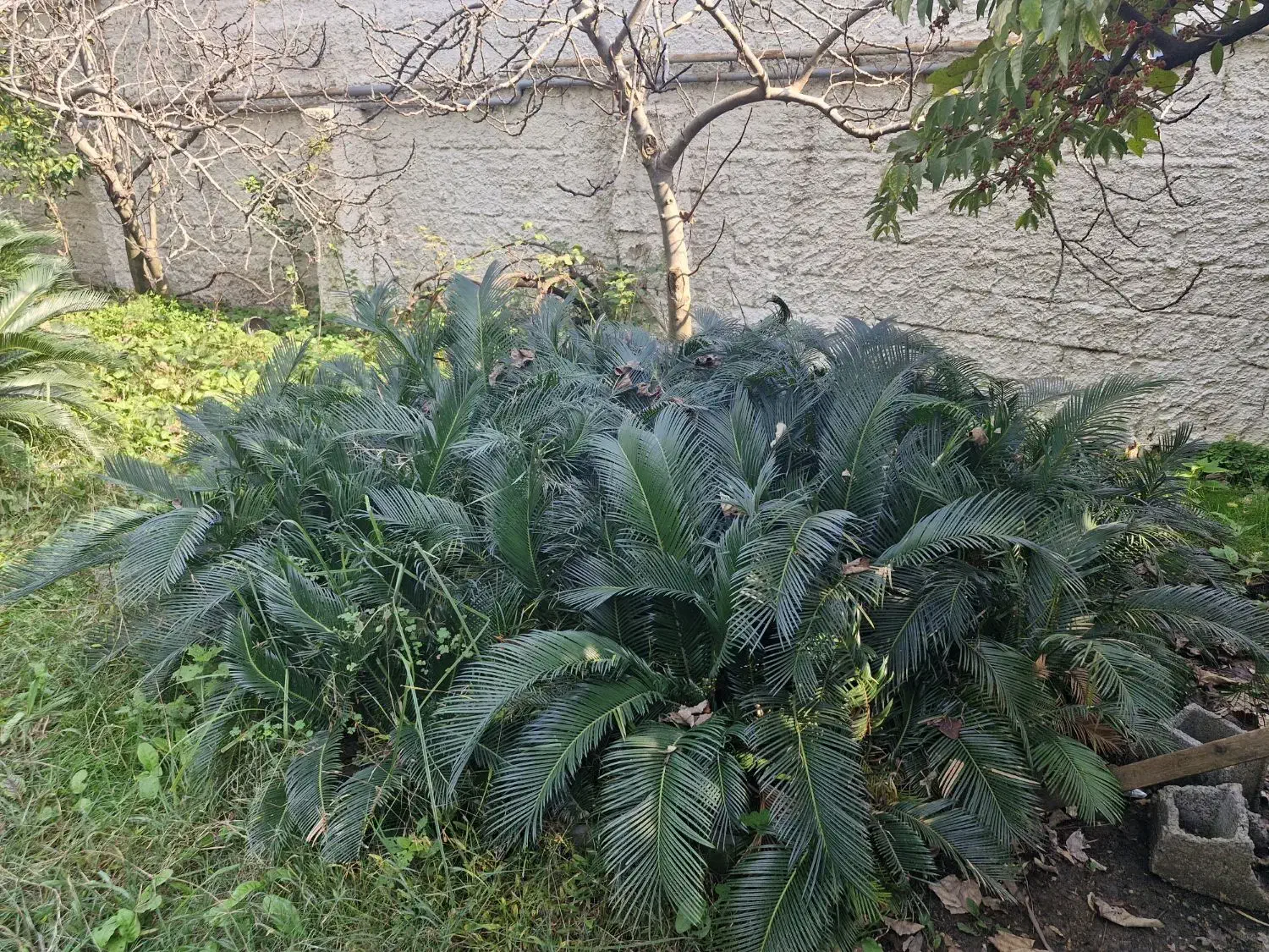 فروش سیکاس|گل و گیاه طبیعی|چالوس, |دیوار