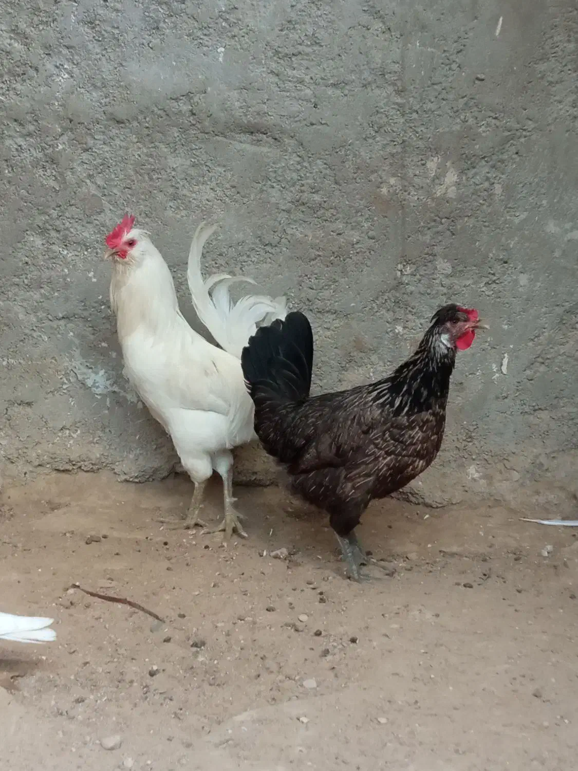 خروس سفید ریشی و مرغ ۱۲۰۰|حیوانات مزرعه|کاکی, |دیوار