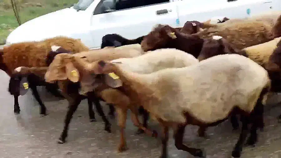 گوسفند زنده بره میش شیشک بزغاله|حیوانات مزرعه|قم, سراجه (۱۵ خرداد)|دیوار