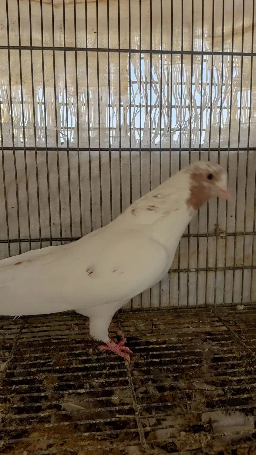 کبوتر کفتر جفت ماهرو کاشان و دوتاماده سوسکی و سفید|پرنده|اصفهان, شیخ اشراق|دیوار