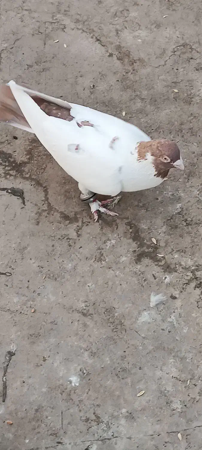 کبوتر تهرانی|پرنده|پاکدشت, پاکدشت (مامازند)|دیوار