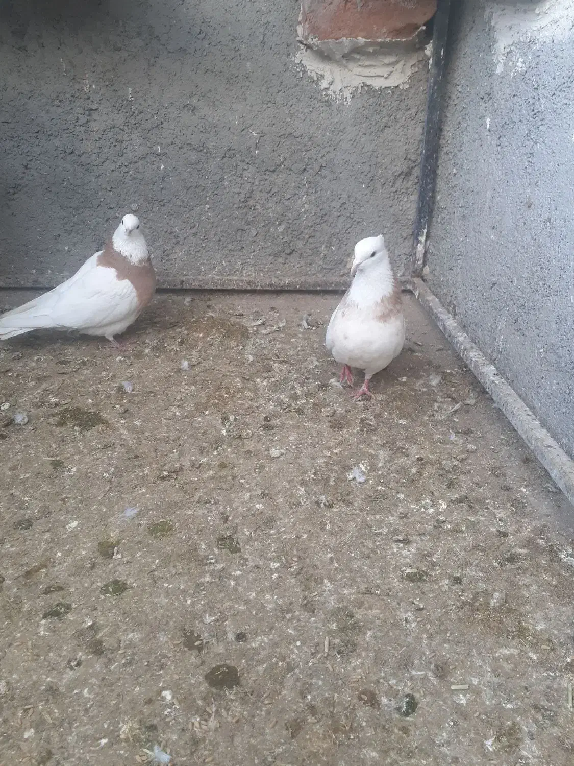 طوقی|پرنده|سبزوار, ایزی شهر|دیوار