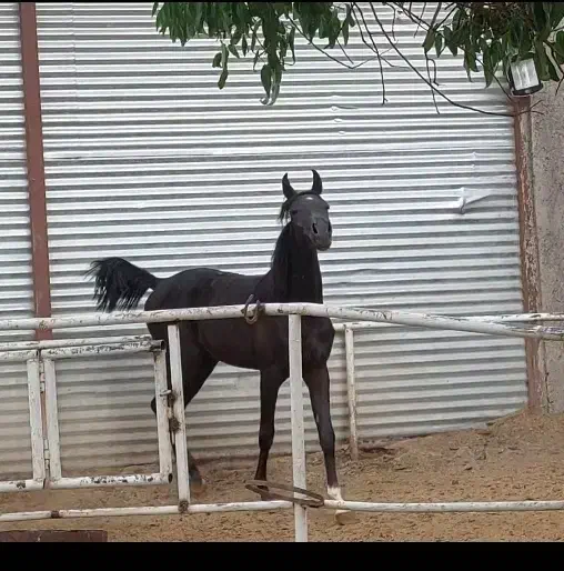 اسب عرب،کره نریان یک و نیم ساله،سیاه|اسب و تجهیزات اسب‌سواری|گلپایگان, |دیوار