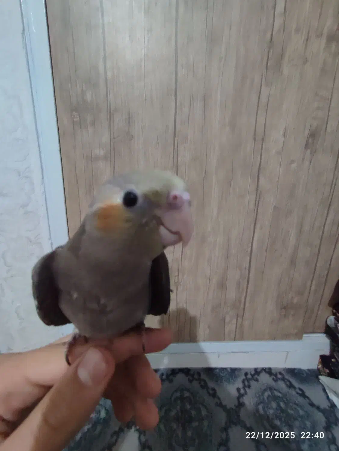 عروس هلندی|پرنده|تهران, مسعودیه|دیوار