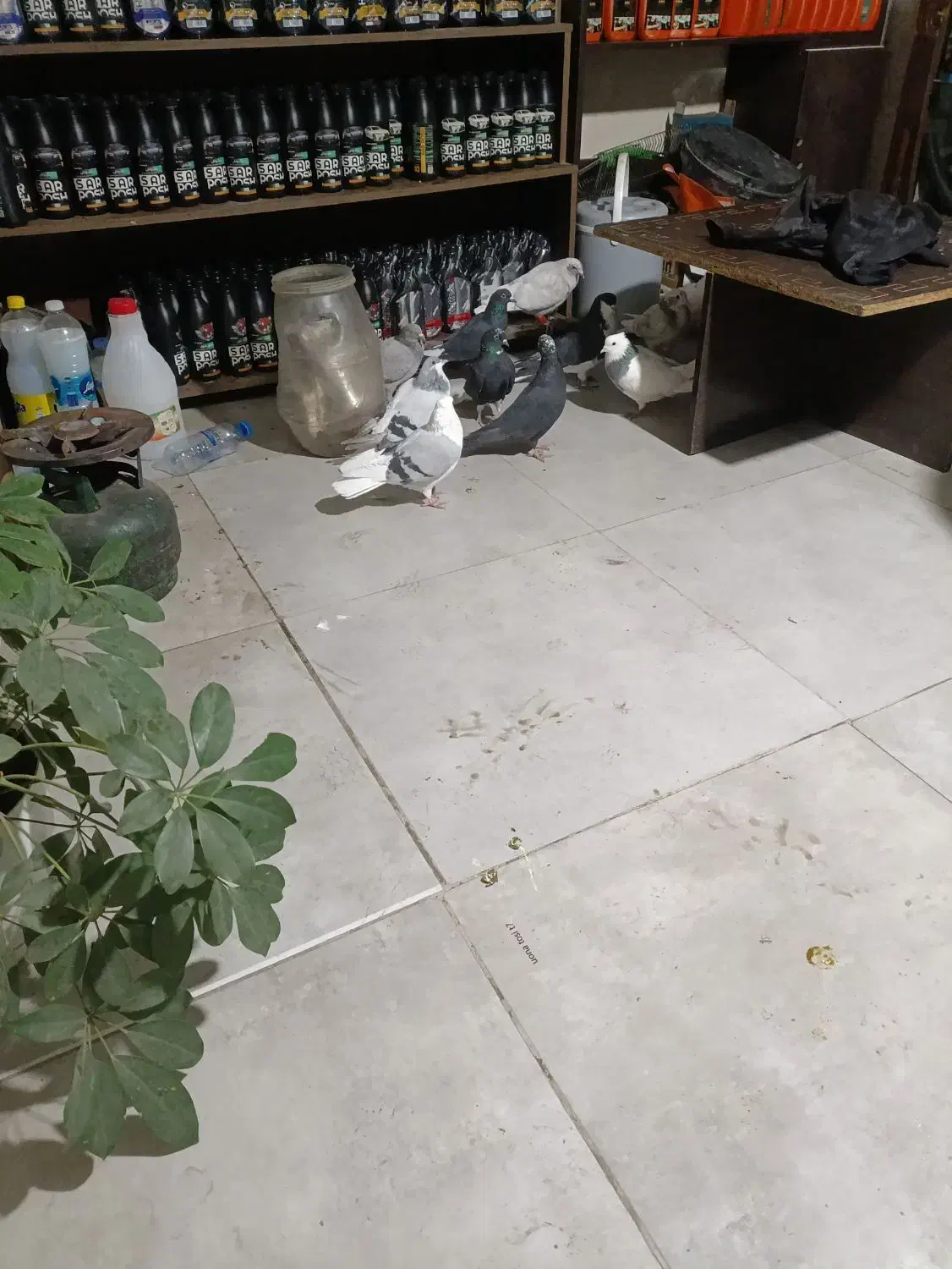 پرنده|پرنده|اقبالیه, |دیوار