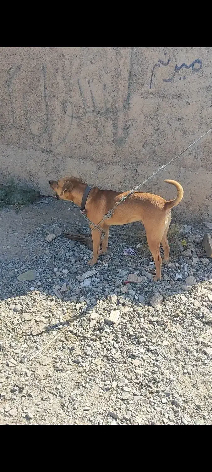 واگذاری سگ توسااینو|سگ|کرج, کیانمهر|دیوار