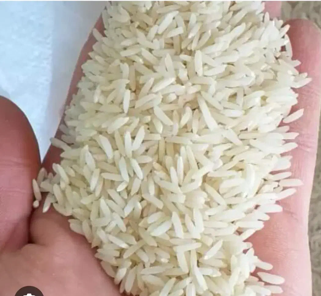 برنج دو نوج طارم هاشمی|خوردنی و آشامیدنی|کیاکلا, |دیوار