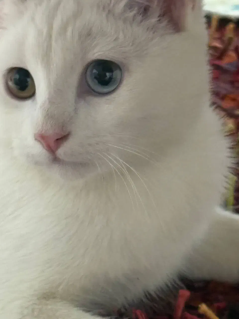 گربه نر|گربه|یزد, |دیوار