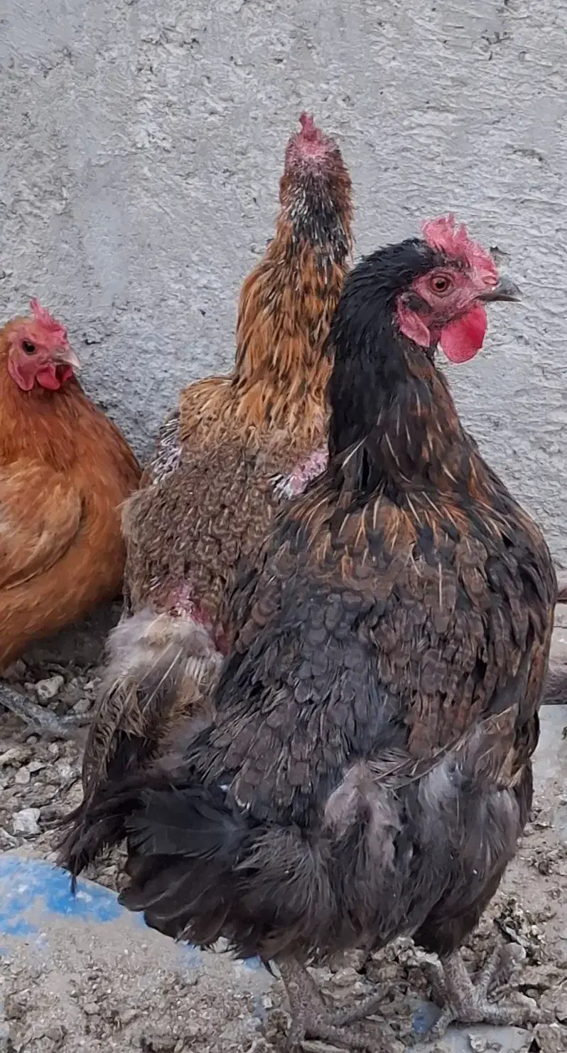 مرغ بالغ جوجه و نیمچه و خروس|حیوانات مزرعه|زاهدان, |دیوار