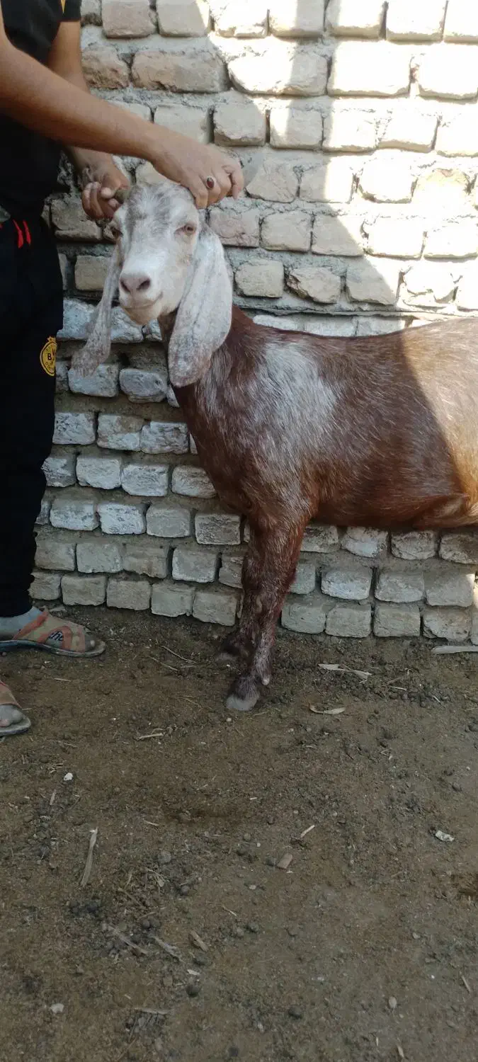 بز وبزغاله|حیوانات مزرعه|انبارآلوم, |دیوار