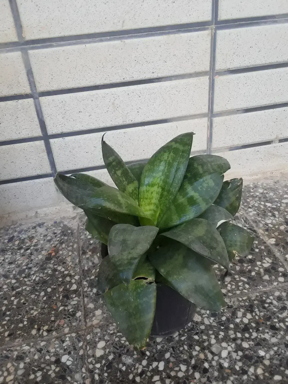 گل قشنگ|گل مصنوعی|یزد, |دیوار