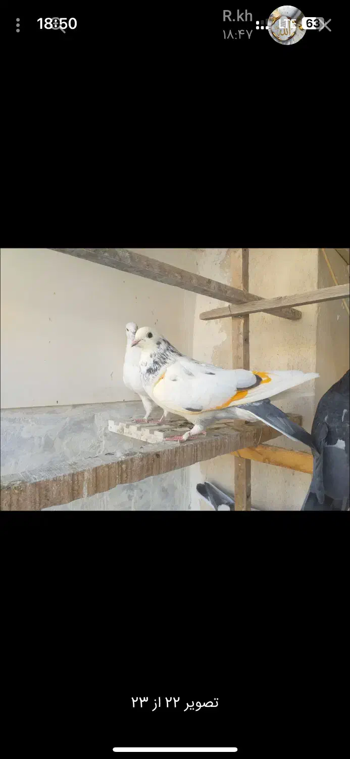 کفتر تو دمدار پس گردنی و شهرستانی|پرنده|شهریار, شهریار|دیوار