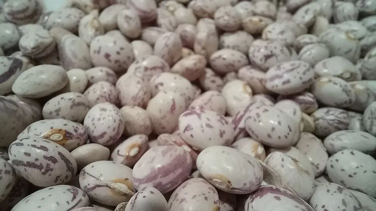 لوبیا چیتی دانه‌درشت به شرط|خوردنی و آشامیدنی|شیراز, دروازه قران|دیوار