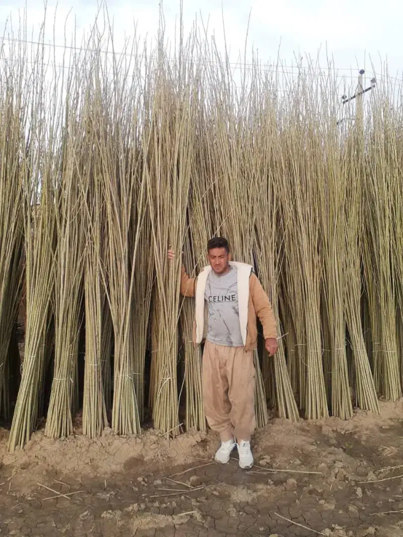 مــرغــوب ترین نـهـال های پیوندی|خدمات باغبانی و درختکاری|سبزوار, قصبه غربی|دیوار