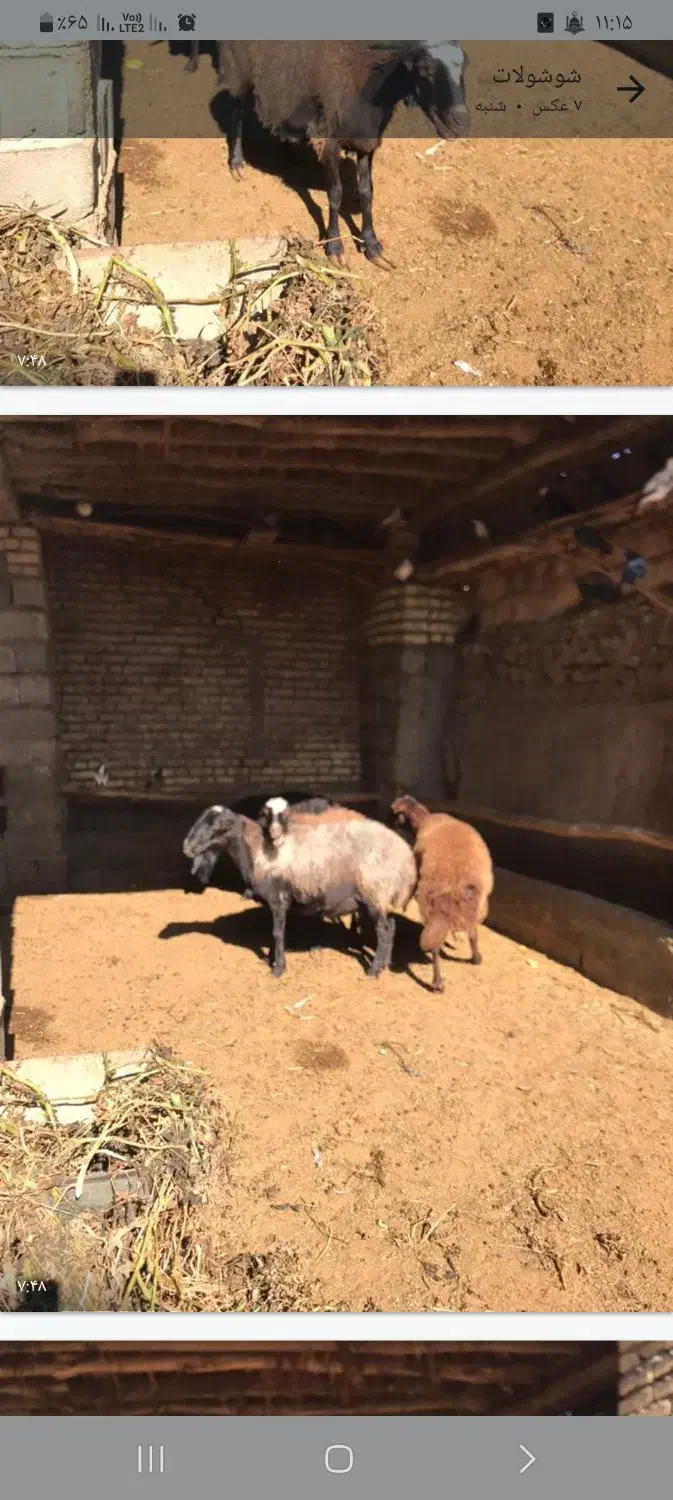 ۴عددمیش افشاری درجه یک|حیوانات مزرعه|بسطام, |دیوار