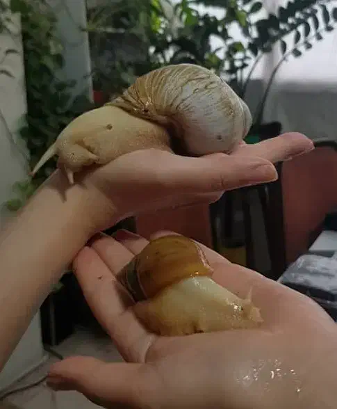 حلزون آلبینو بالغ|خزنده|تهران, سبلان (لشگر)|دیوار