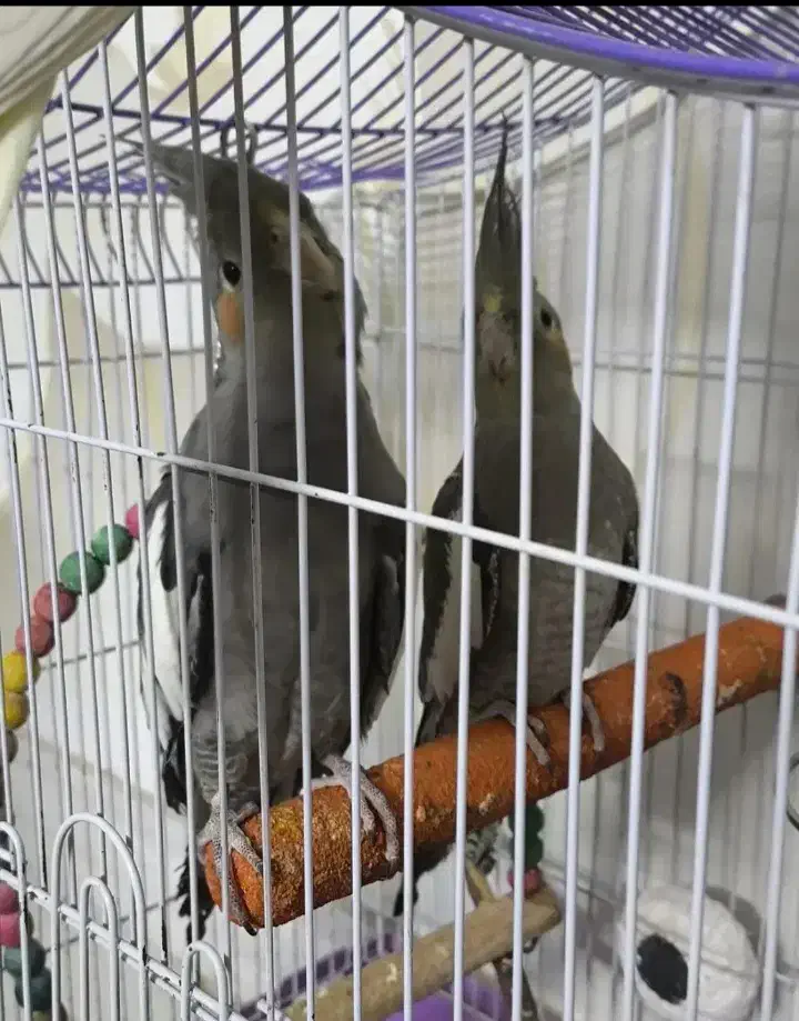 ۴ عدد عروس هلندی  سالم به شرط|پرنده|شهریار, شهرک امیریه|دیوار