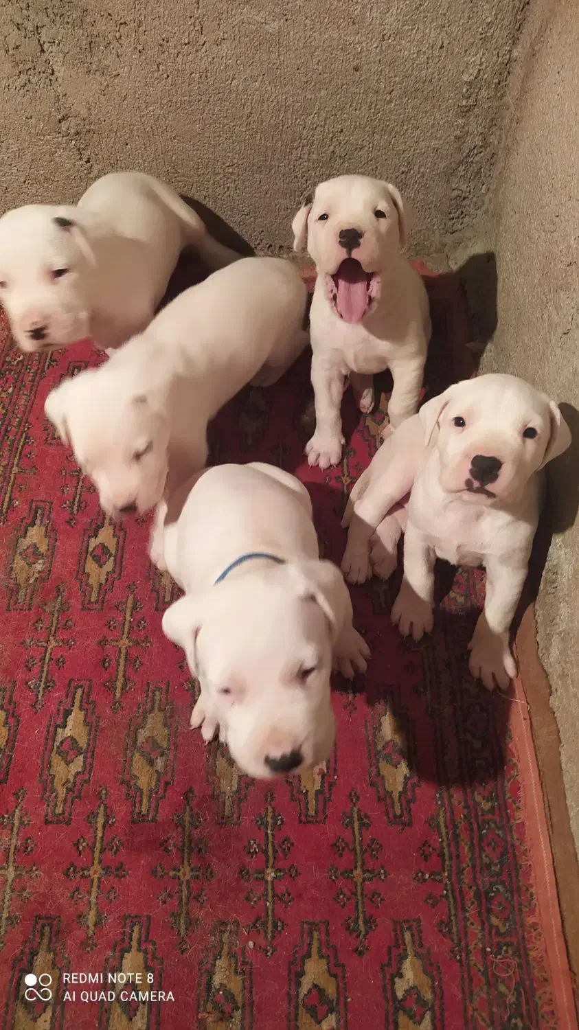 سگ دوگو آرژانتینی با کیفیت عالی|سگ|نکا, |دیوار