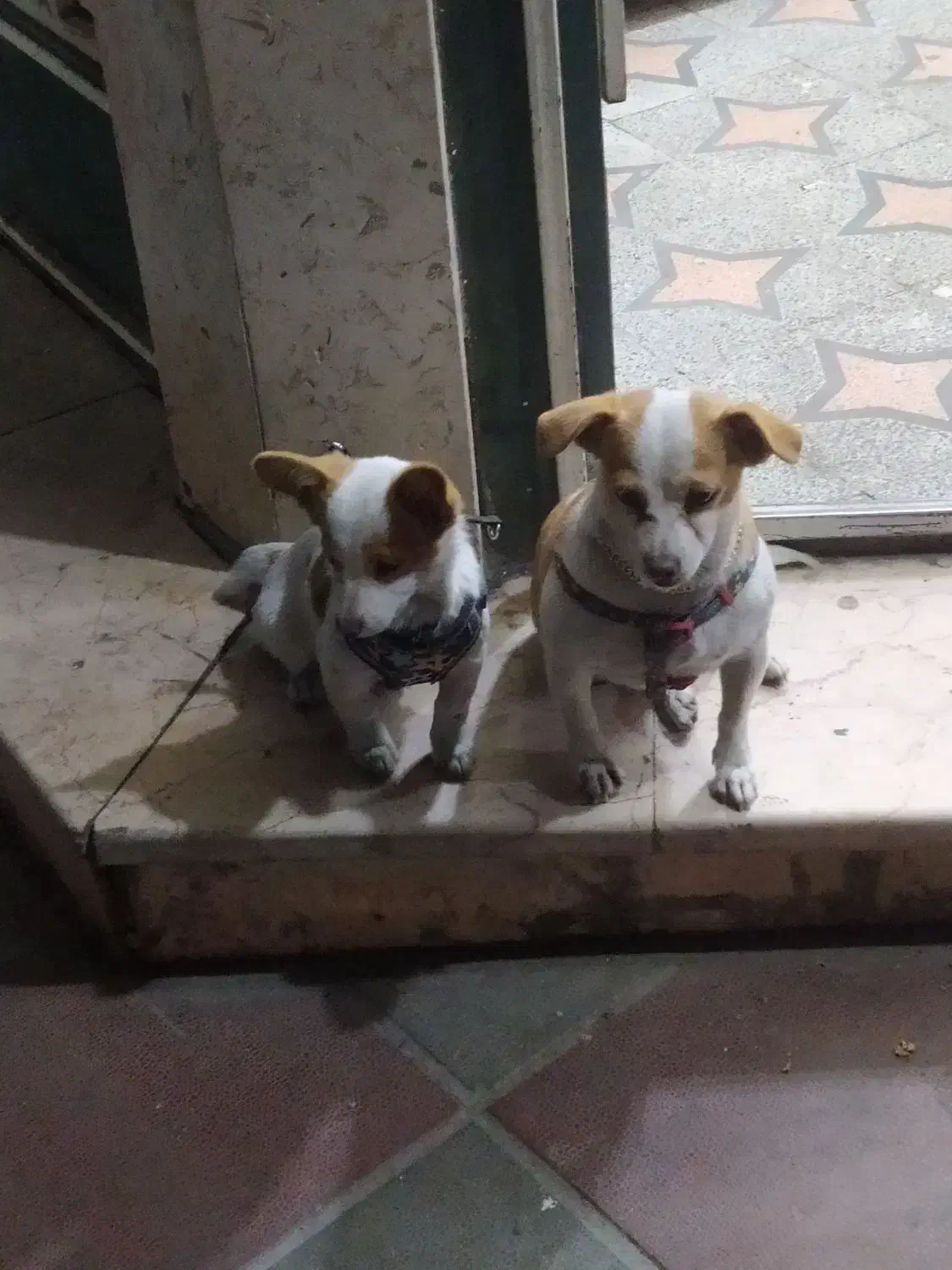 اشپیدز آلمانی خالص مادر و دختر|سگ|ورامین, ورامین|دیوار