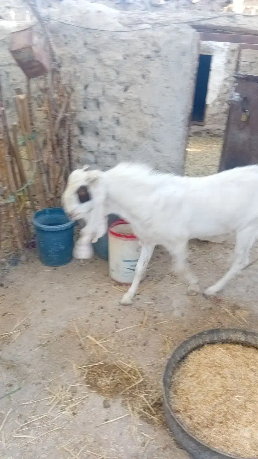 بز  نر|حیوانات مزرعه|هیدوچ, |دیوار