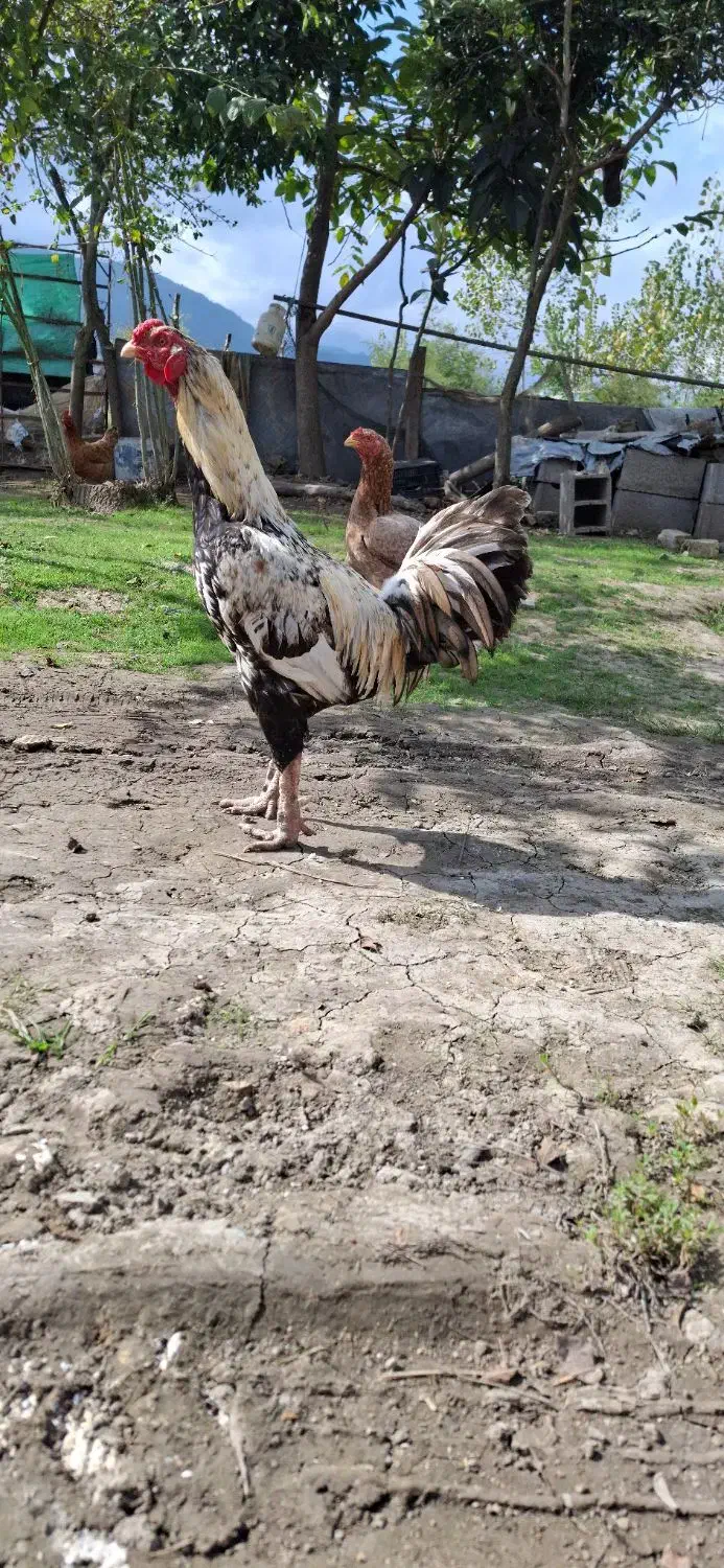 خروس، لاری ، محلی ، گردن لخت|حیوانات مزرعه|شاندرمن, |دیوار