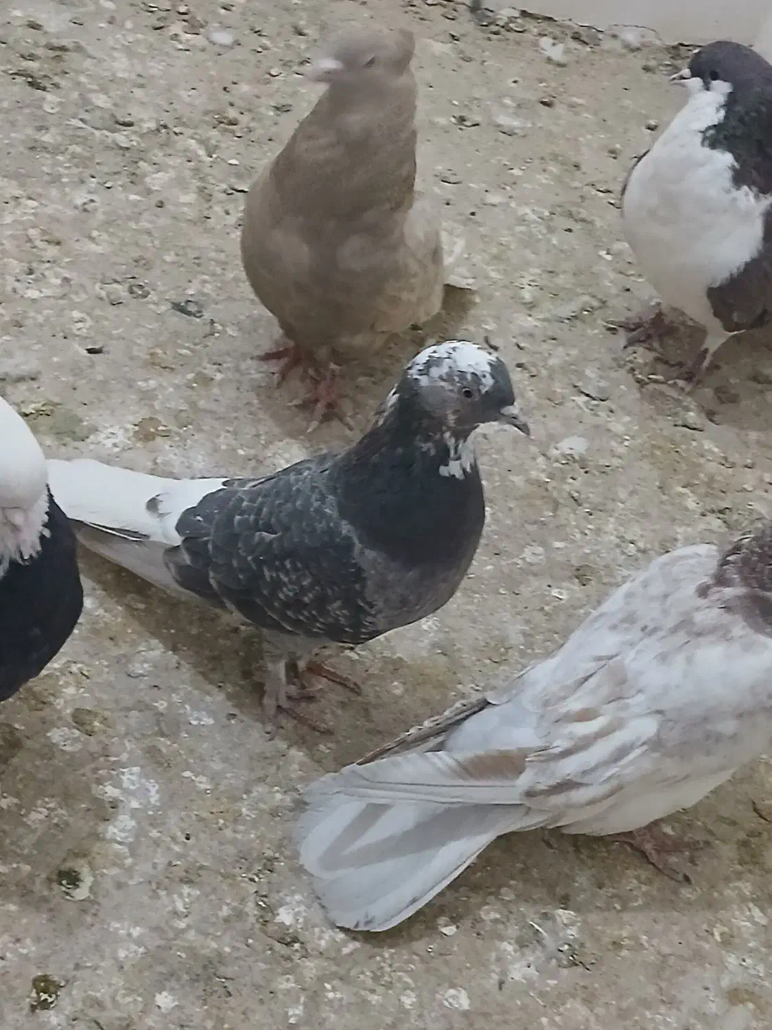 کبوتر ماده|پرنده|سبزوار, فرهنگیان|دیوار