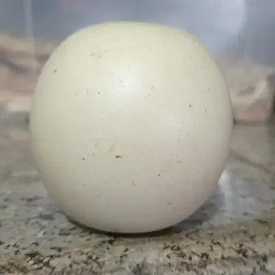 سنگ الماس|کلکسیون اشیاء عتیقه|بناب, |دیوار