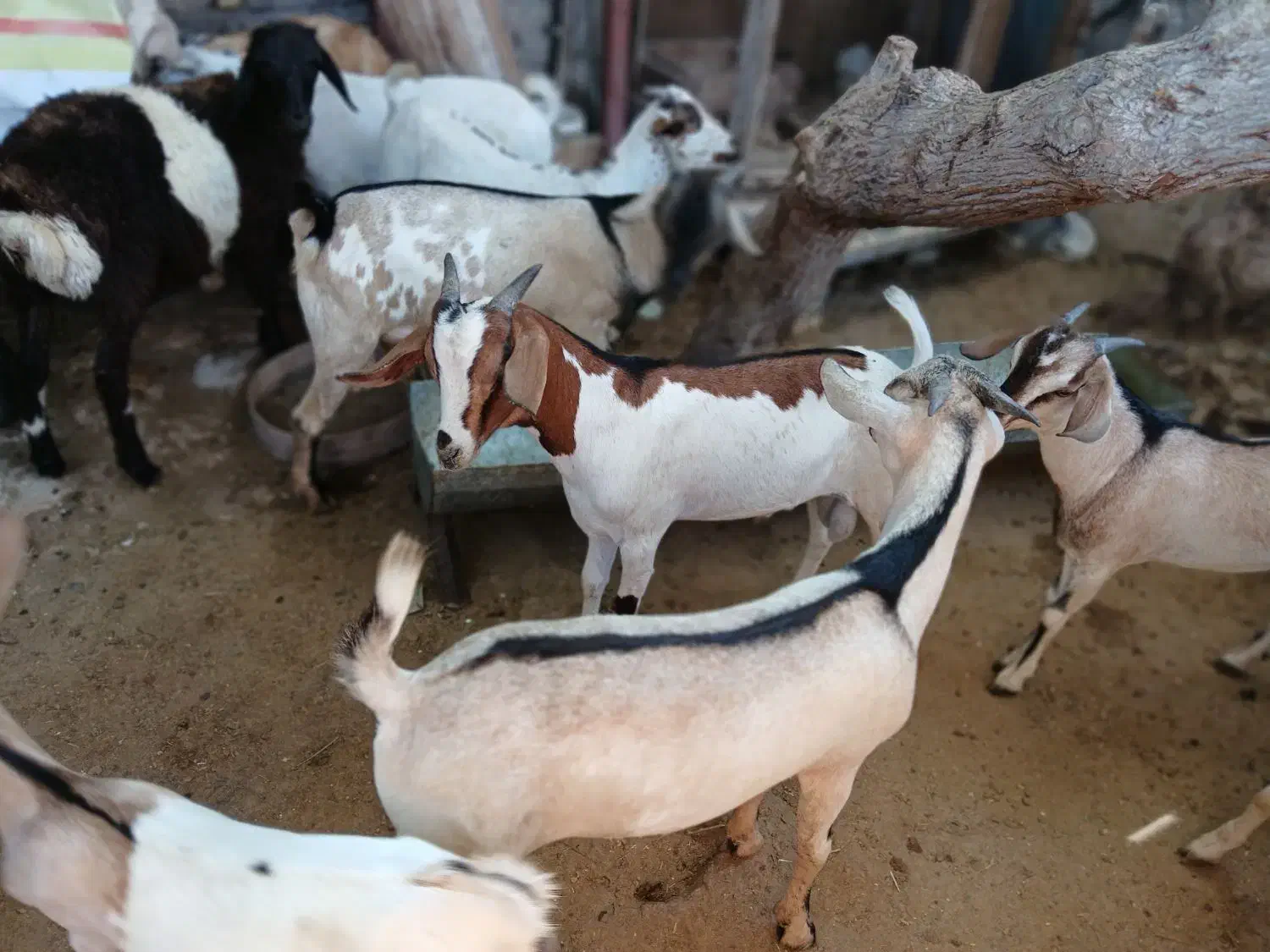 کهره نر و بره غوچ|حیوانات مزرعه|بندرلنگه, |دیوار