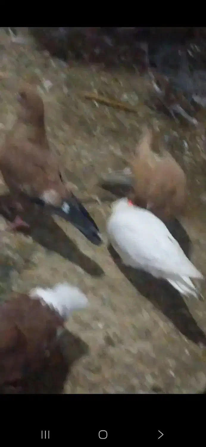 رنگی|حیوانات|اهواز, اهواز|دیوار