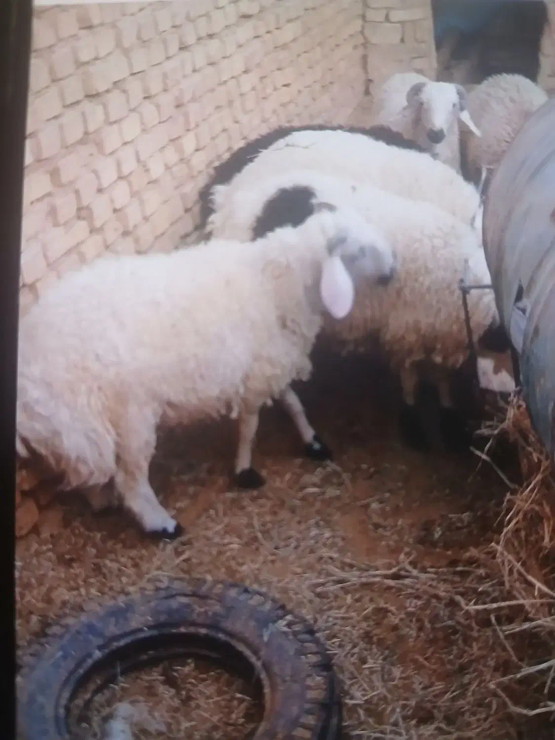 بره نر کم دنبه چاق بومی صادراتی|حیوانات مزرعه|یزد, |دیوار