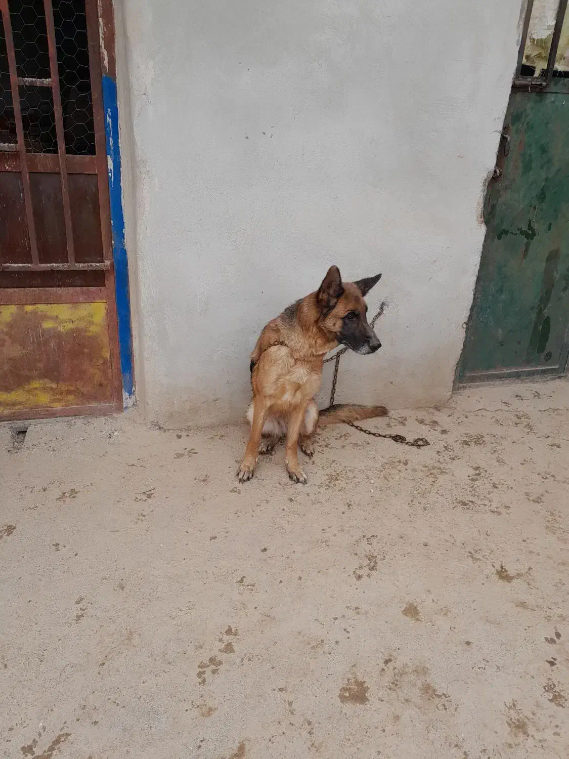 سگ ژرمن شپرد نر و ماده|سگ|لنجان, |دیوار