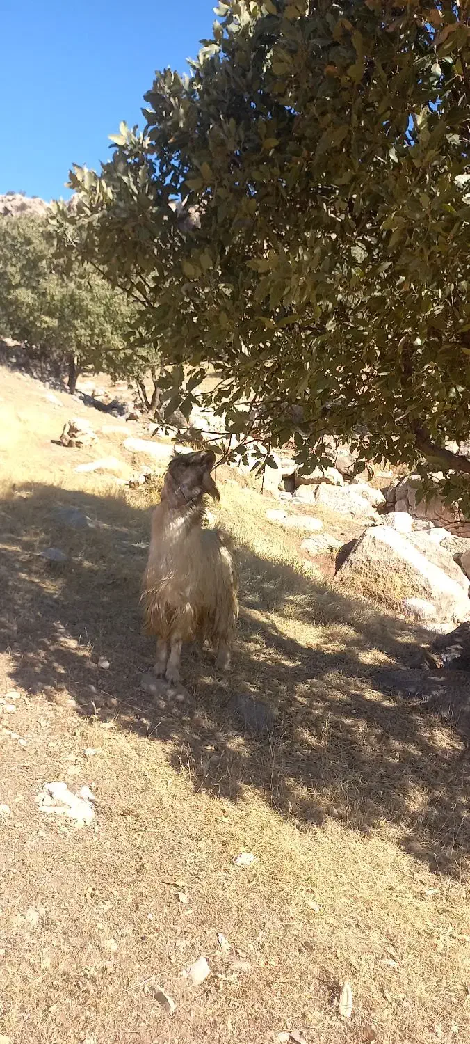 بز نر جوان|حیوانات مزرعه|حمیل, |دیوار